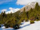 Alpe Champlonch with dwarf mountain pine. Valley Val dal Spol, Switzerland, Grisons, Lower Engadin Art Print
